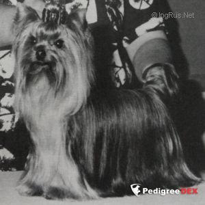 YORKBORO GOOD GOLLY MS MOLLY — Labaza DogPedigree YorkshireTerrier