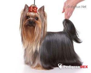 MASTER OF THE GAME YOREX — Labaza DogPedigree YorkshireTerrier