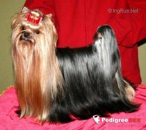CAMPARIS IB MR.MAGIC — Labaza DogPedigree YorkshireTerrier