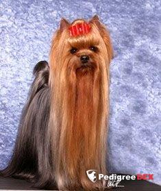 CAMPARIS SKYWALKER — Labaza DogPedigree YorkshireTerrier