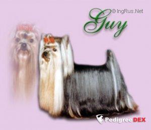  OZ'S RUBY SLIPPERS — Labaza DogPedigree YorkshireTerrier