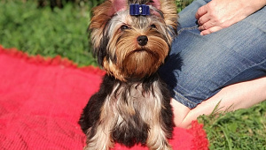 Emma`s Caprice AMERICAN APPLE PIE EMMA'S CAPRICE — Labaza DogPedigree YorkshireTerrier