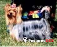PREMAR GOTTA LOT OF CHARM — Labaza DogPedigree YorkshireTerrier