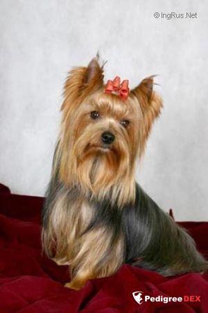 TINGIRL RUDDY — Labaza DogPedigree YorkshireTerrier