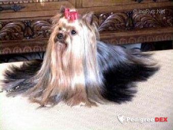TURYANNE BOLD 'N' BRAVE — Labaza DogPedigree YorkshireTerrier