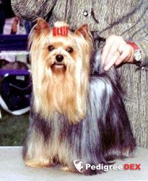 TURYANNE BOLD'N'BEAUTIFUL — Labaza DogPedigree YorkshireTerrier