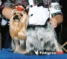  TURYANNE ALWAYS LOVE HUNTER — Labaza DogPedigree YorkshireTerrier