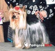  EASY JAMES DE PENGHIBUR — Labaza DogPedigree YorkshireTerrier