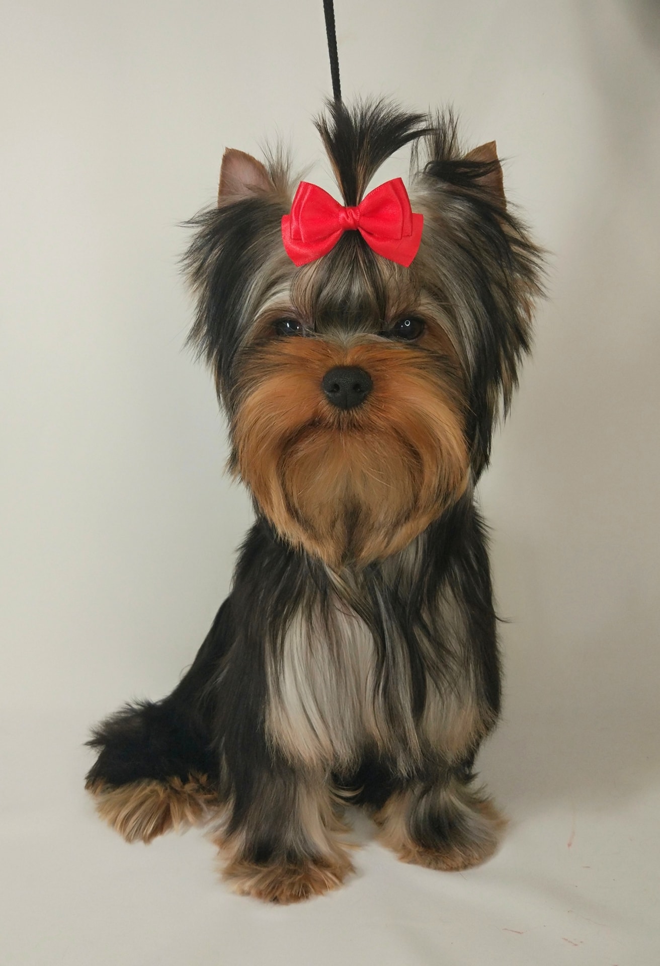  LEGEND OF BLACK SEA — Labaza DogPedigree YorkshireTerrier