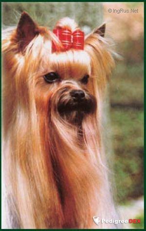 TURYANNE GYPSY DANCER — Labaza DogPedigree YorkshireTerrier