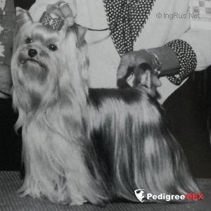  DURRER'S TUNED FOR GLORY — Labaza DogPedigree YorkshireTerrier