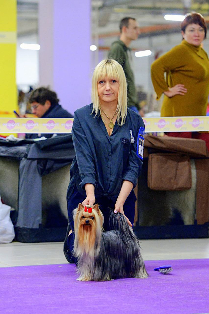 JAMES BOND EMMA'S CAPRICE — Labaza DogPedigree YorkshireTerrier