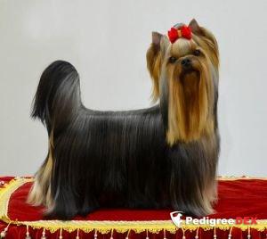  KRISTAL DE LUXE FLAGMAN — Labaza DogPedigree YorkshireTerrier
