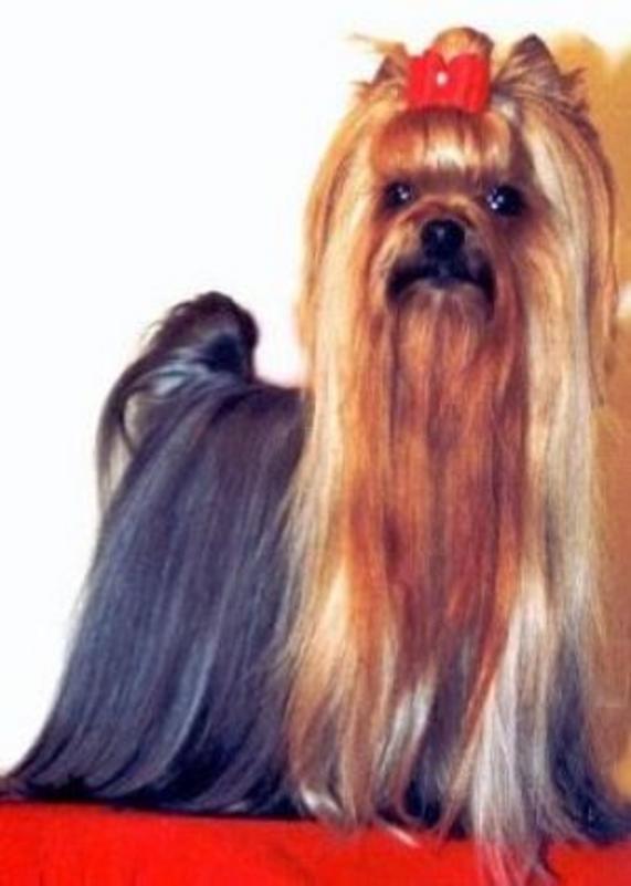 CAMPARIS COPYRIGHT — Labaza DogPedigree YorkshireTerrier