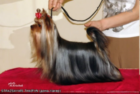 STRAZSAVARI THAIFUN — Labaza DogPedigree YorkshireTerrier