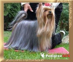 MAVERRICK OF LOU-LOU BLUE — Labaza DogPedigree YorkshireTerrier