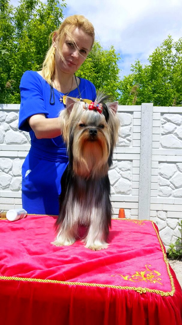 JACK SPARROW EMMA'S CAPRICE — Labaza DogPedigree YorkshireTerrier