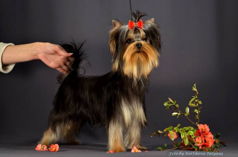 JONES BRIDGET JONES EMMA'S CAPRICE — Labaza DogPedigree YorkshireTerrier