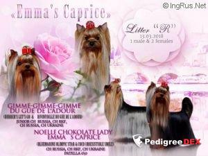 Emma`s Caprice RUN FOREST RUN EMMA'S CAPRICE — Labaza DogPedigree YorkshireTerrier