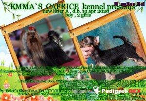 Emma`s Caprice ALICE IN WONDERLAND EMMA'S CAPRICE — Labaza DogPedigree YorkshireTerrier