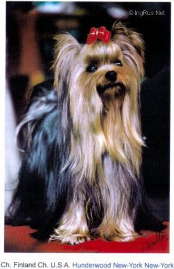  HUNDERWOOD NEW-YORK-NEW-YORK — Labaza DogPedigree YorkshireTerrier
