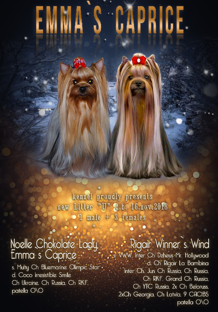 Emma`s Caprice U R MY DESTINY EMMA'S CAPRICE — Labaza DogPedigree YorkshireTerrier