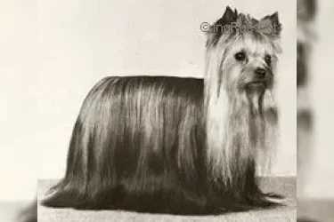  OZMILION FLAMES OF DESIRE — Labaza DogPedigree YorkshireTerrier