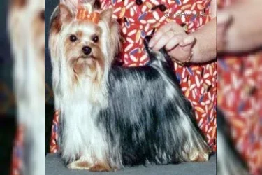 TYAVA'S BILLY BAD TO THE BONE — Labaza DogPedigree YorkshireTerrier