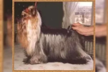 VIP ALL THAT JAZZ — Labaza DogPedigree YorkshireTerrier