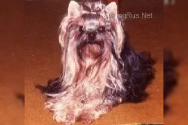 POESIE DU BOIS DES AIRELLES — Labaza DogPedigree YorkshireTerrier