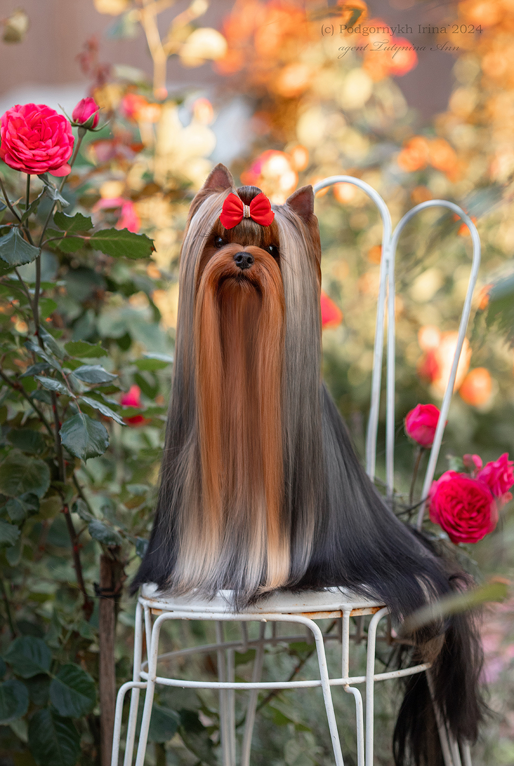 Dar Prise Dar Prise History — Labaza DogPedigree YorkshireTerrier