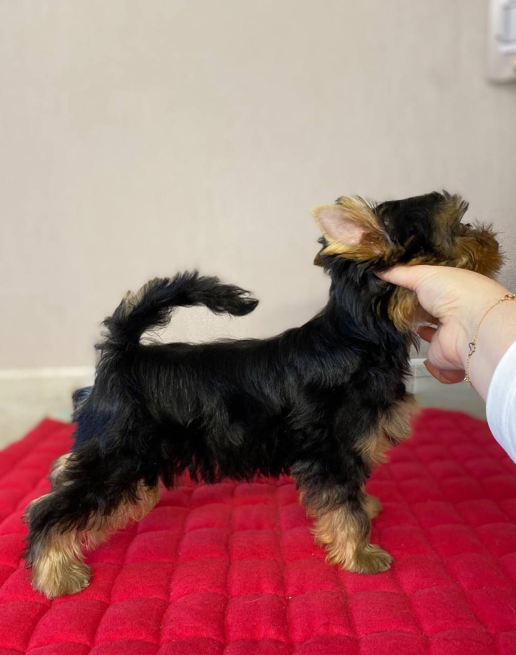 DALI KEY CHILI — Labaza DogPedigree YorkshireTerrier