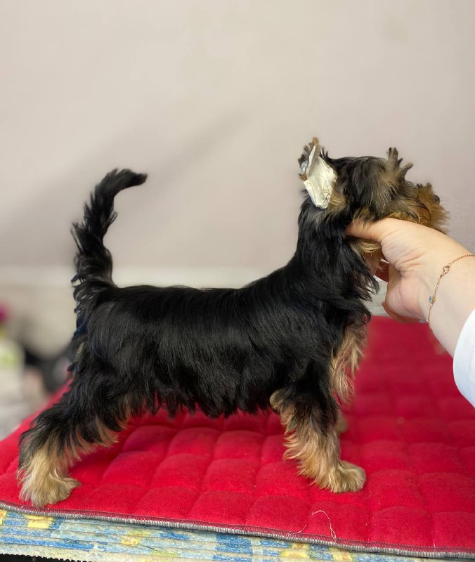 DALI KEY CHERESHNYA — Labaza DogPedigree YorkshireTerrier