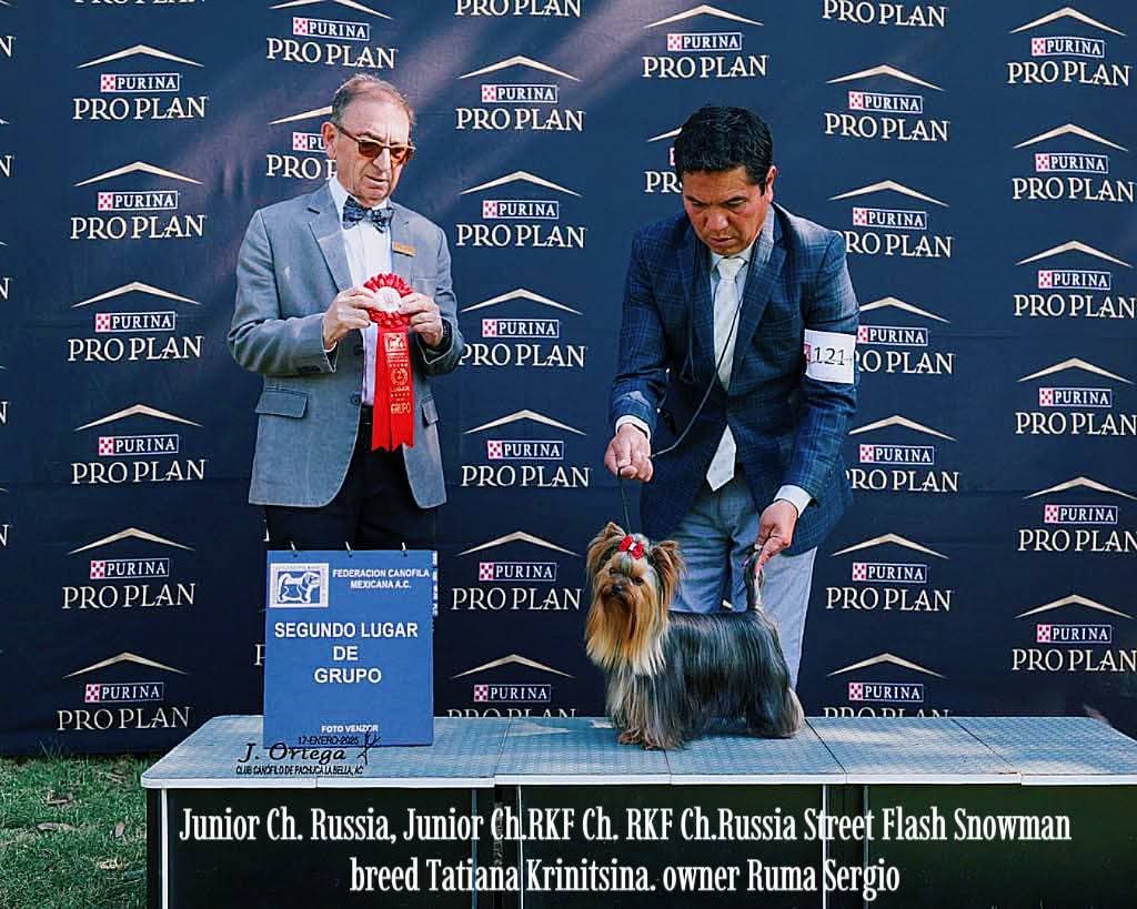 STREET FLASH STREET FLASH SHOWMAN — Labaza DogPedigree YorkshireTerrier