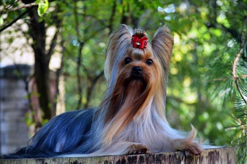 DEANJE DEANJE TIME BOMB — Labaza DogPedigree YorkshireTerrier