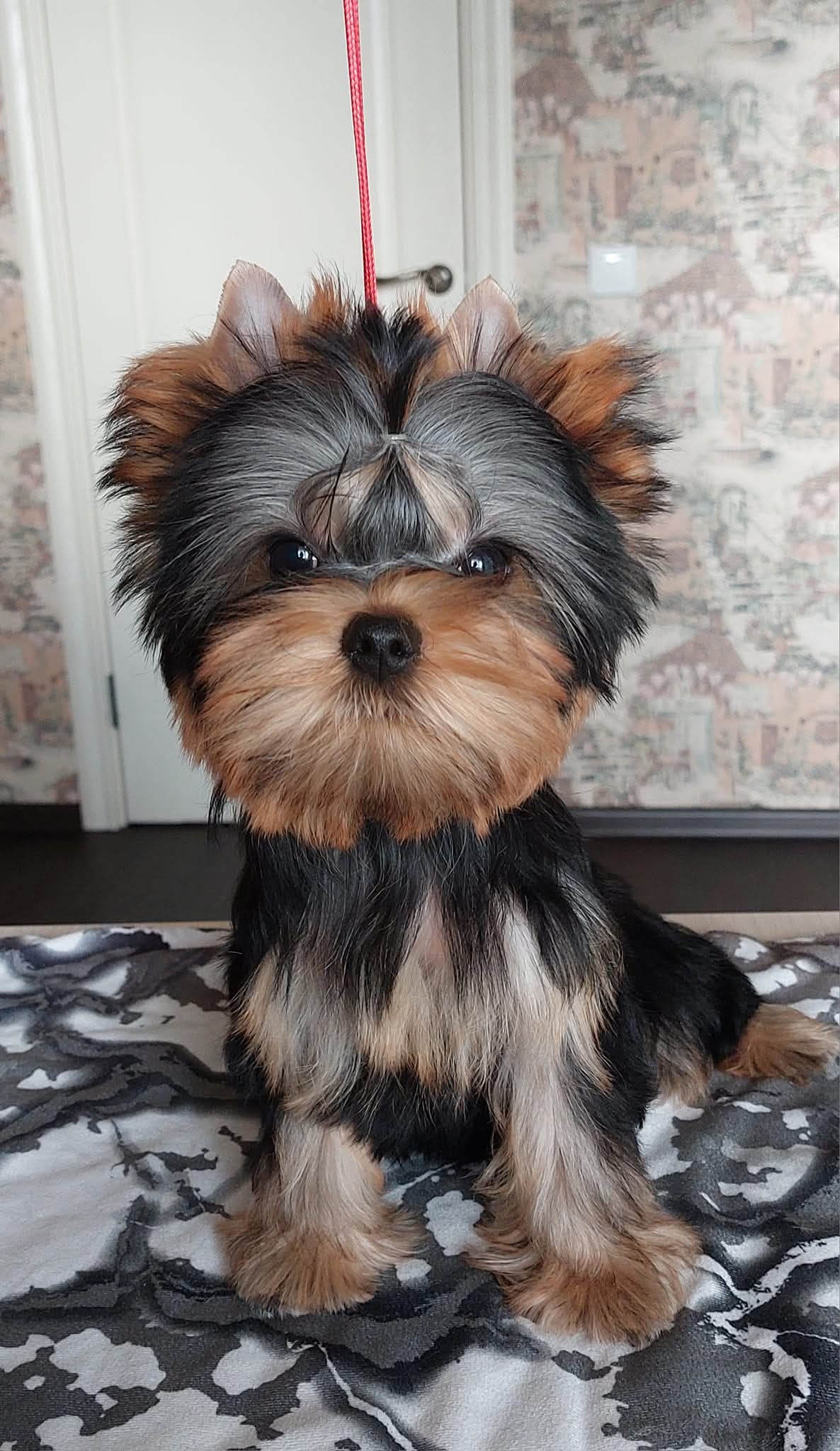 Боггемия Прайм — Labaza DogPedigree YorkshireTerrier