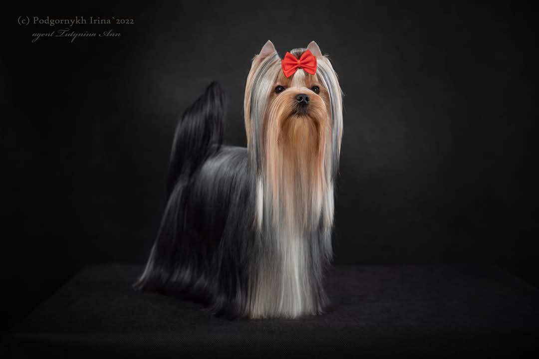 Боггемия Прайм — Labaza DogPedigree YorkshireTerrier