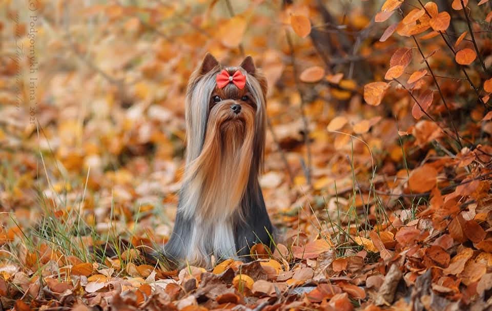 ДАР ПРАЙЗ ПЕРФОРМАНС — Labaza DogPedigree YorkshireTerrier