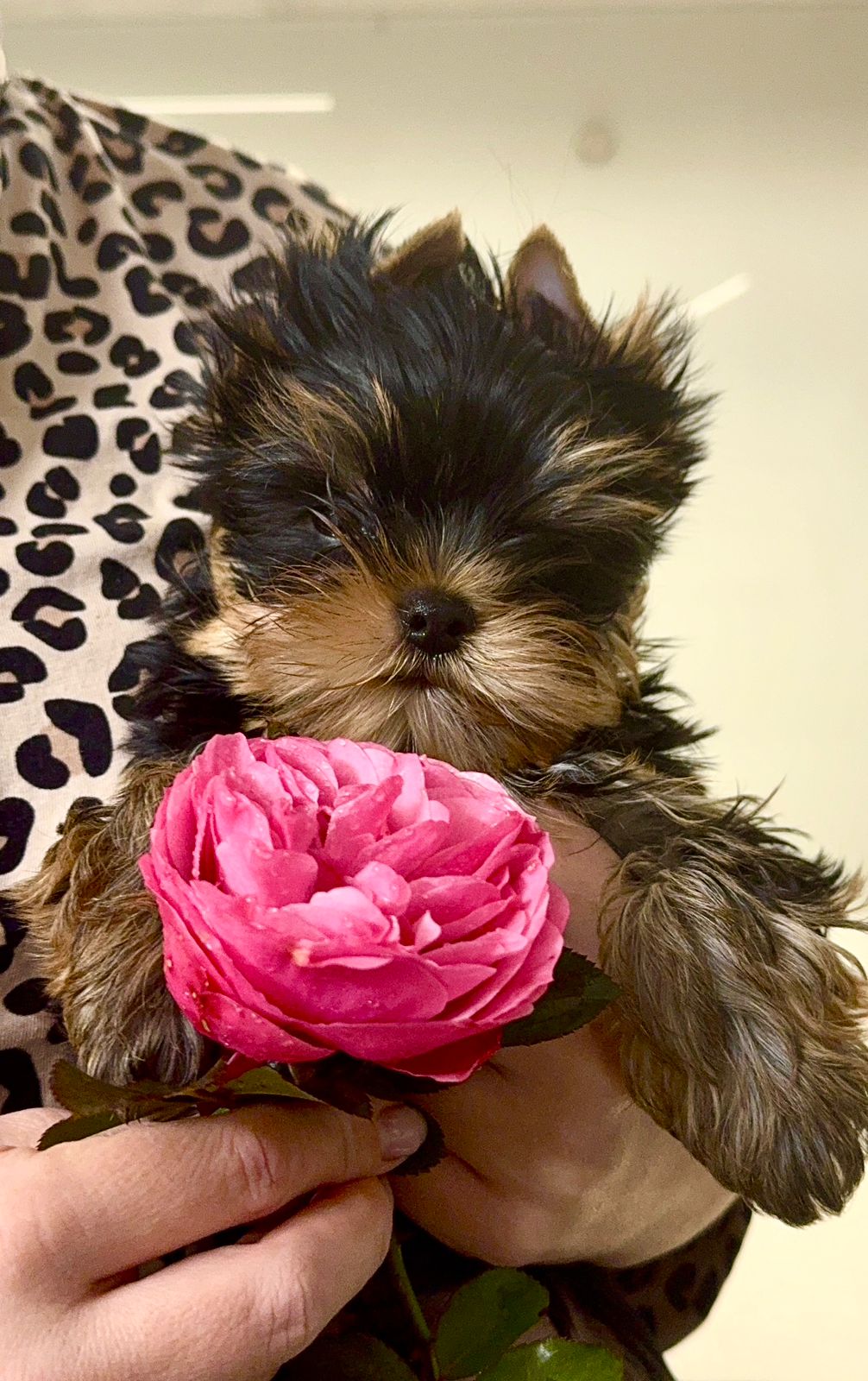 ФАВОРИТ ВИНЕРС ГРИЛЬЯЖ — Labaza DogPedigree YorkshireTerrier