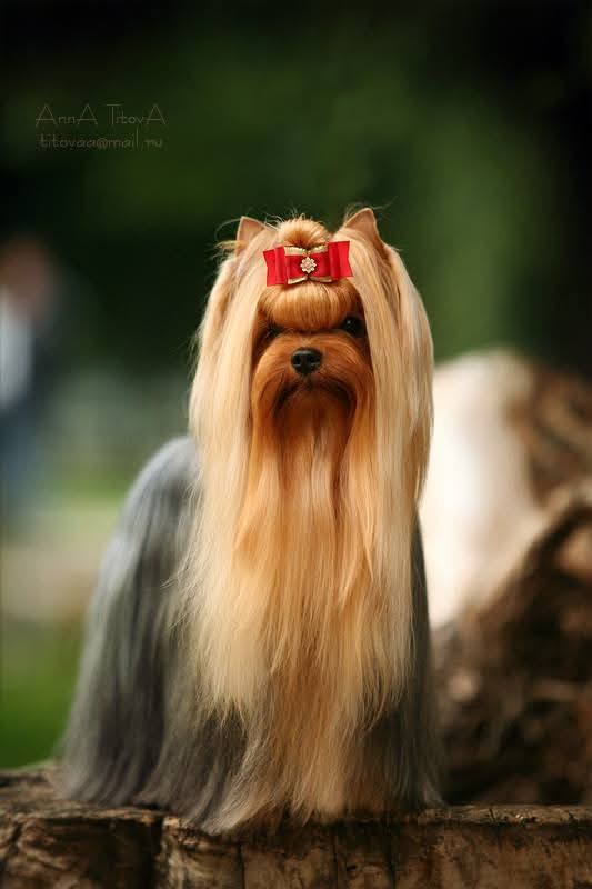 SPOILDROTTEN SPECIAL EDITION — Labaza DogPedigree YorkshireTerrier