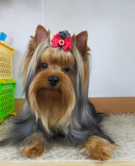 БОГГЕМИЯ ПРАЙМ ЧИТЕЛЛИ — Labaza DogPedigree YorkshireTerrier