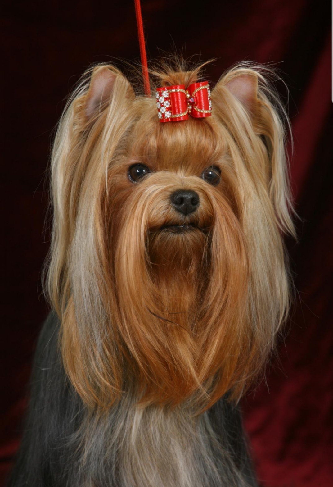 IMPERATORSKIY SHOLK TSARITSA NOSHI