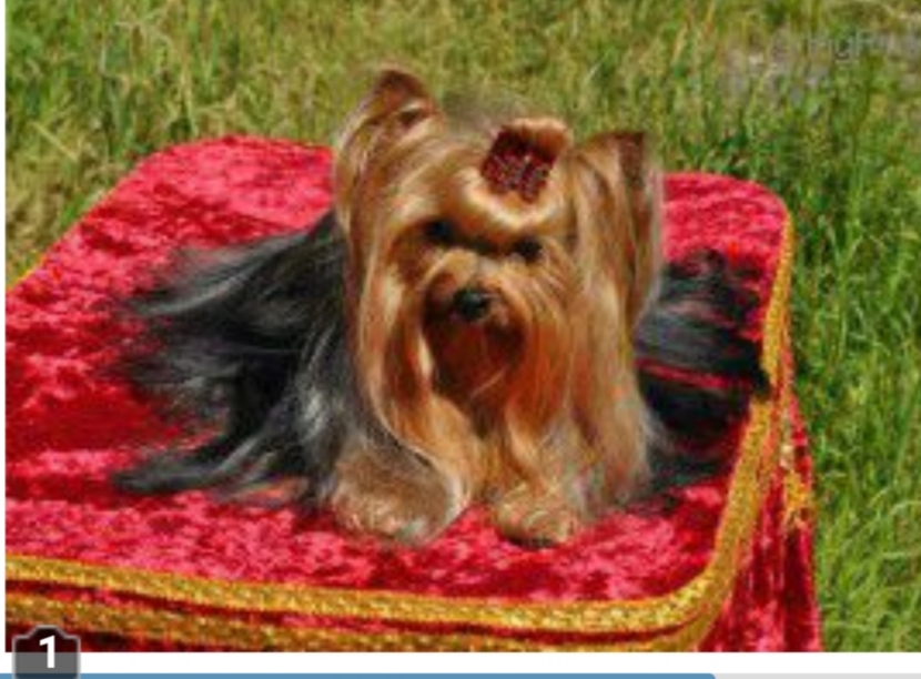 GLAMOUR COUTURE KADRIL