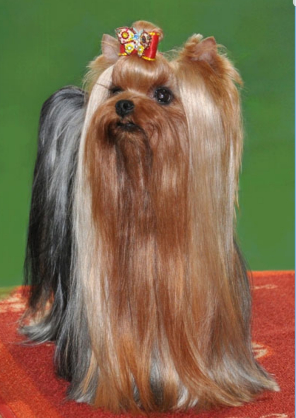 GLAMOURE COUTURE MONTE CRISTO