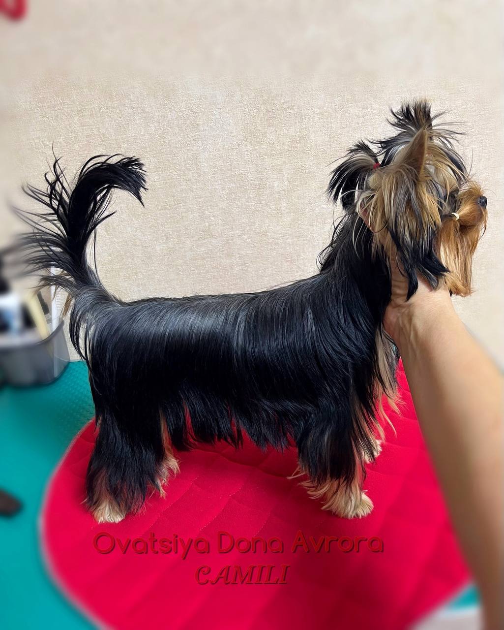 OVATSIYA DONA AVRORA CAMILI — Labaza DogPedigree YorkshireTerrier