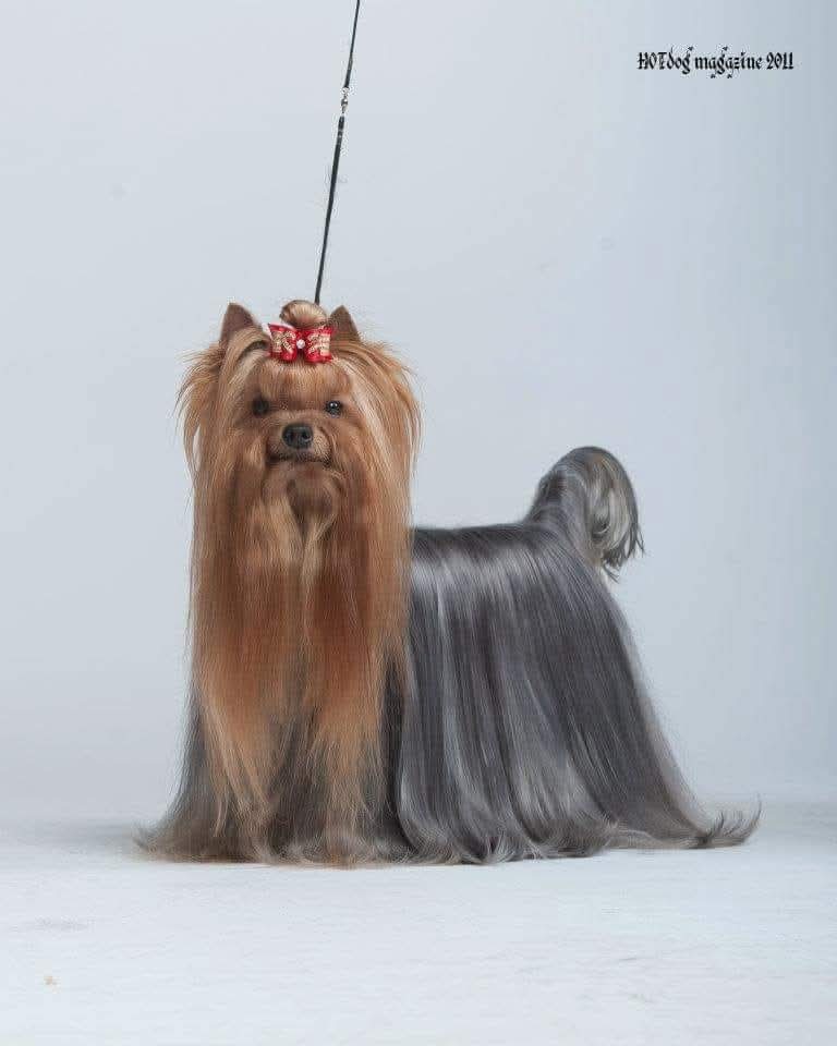 QUO VADIS WILD FANTASY — Labaza DogPedigree YorkshireTerrier