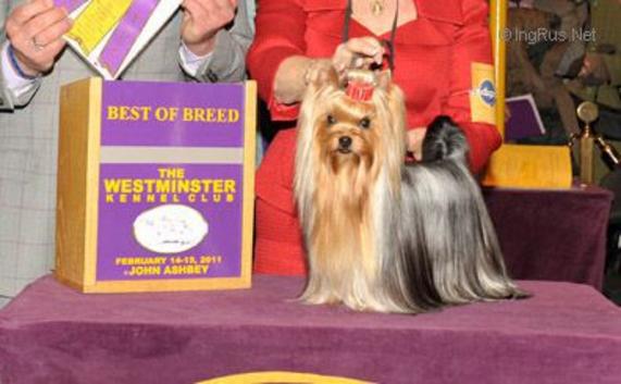 PASTORAL HIT THE JACKPOT — Labaza DogPedigree YorkshireTerrier