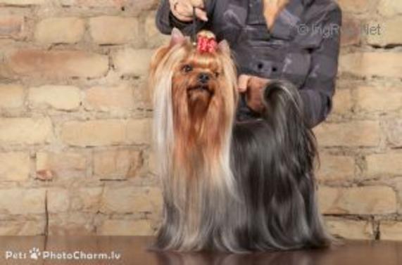 RIGAIR ARMANI BLUE DIAMOND — Labaza DogPedigree YorkshireTerrier