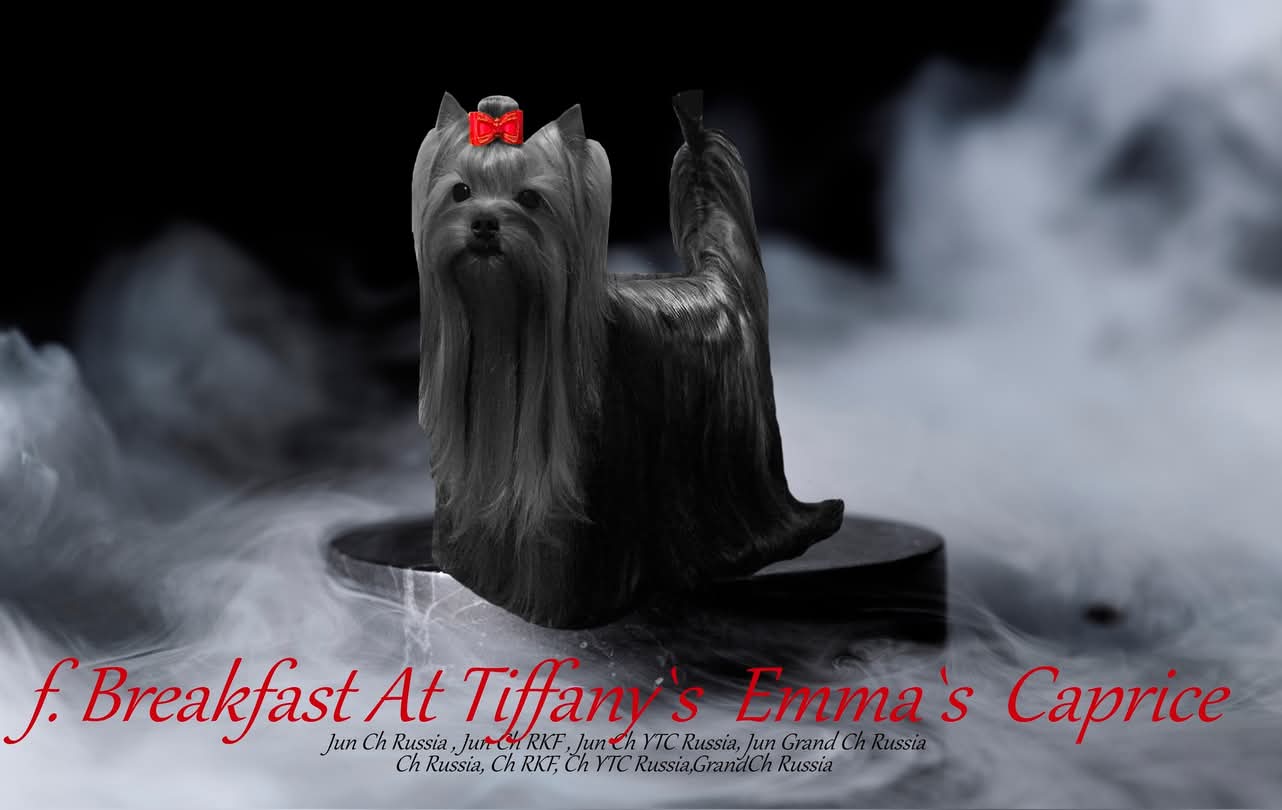 BREAKFAST AT TIFFANY'S EMMA'S CAPRICE — Labaza DogPedigree YorkshireTerrier