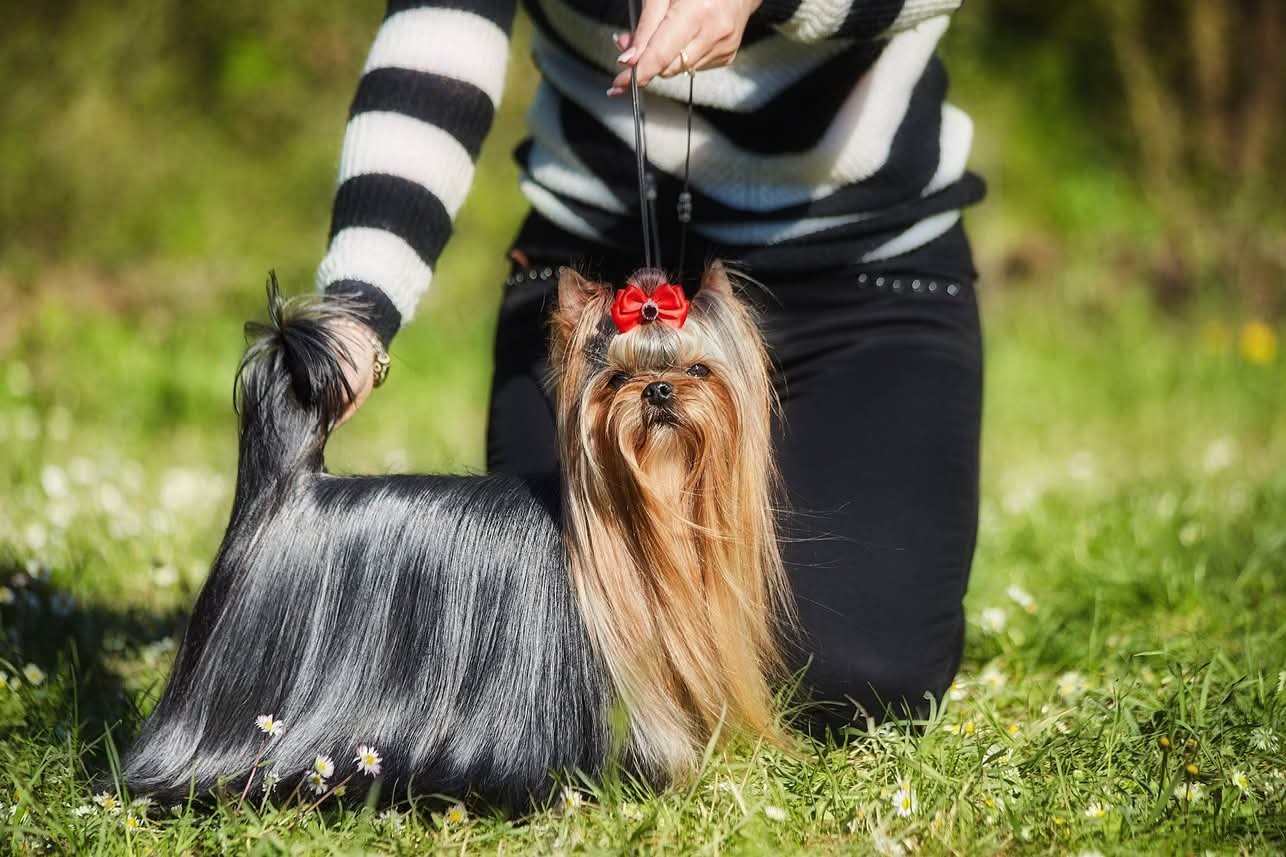 PERFECT TASTE — Labaza DogPedigree YorkshireTerrier
